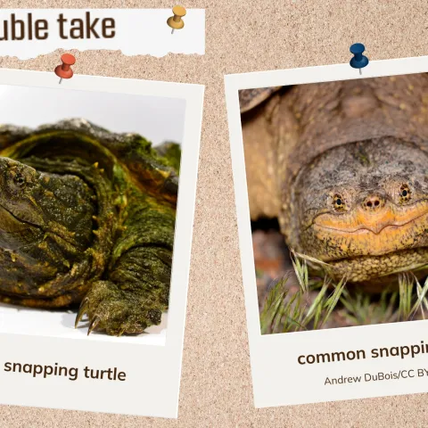 A corkboard with images of two turtles. 