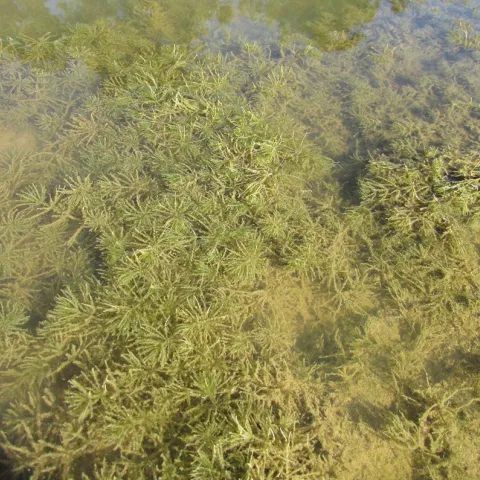 A green aquatic plant fills the frame. 
