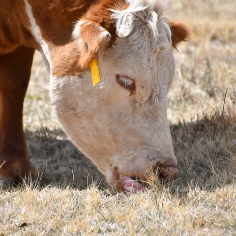 A cow with a red body and a white face eats grass. 