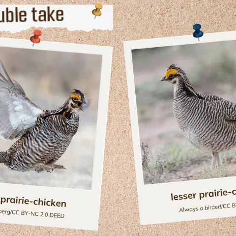 A corkboard showing two look-alike grouse.