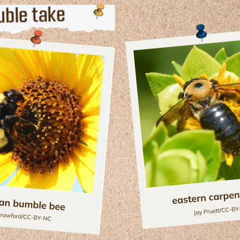 A corkboard showing two look-alike bees.