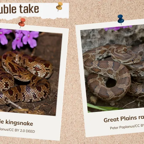 A corkboard showing two look alike snakes. 