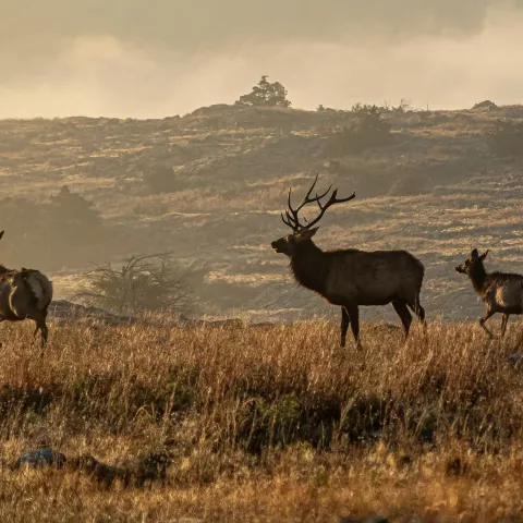 Four elk are photographed in a misty landscape.
