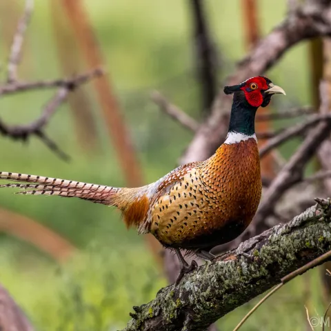 A relatively large, colorful bird perches on a branch. 