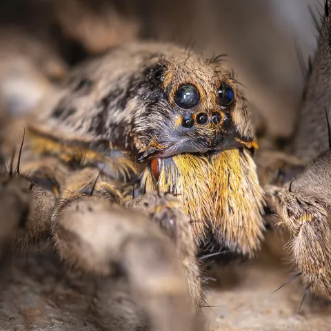 A portrait of a wolf spider showing its characteristic eye arrangement and large mouthparts. 