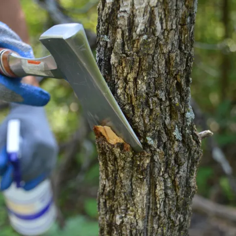A close up of a hatchet making a cut in a small tree with a spray bottle in the background