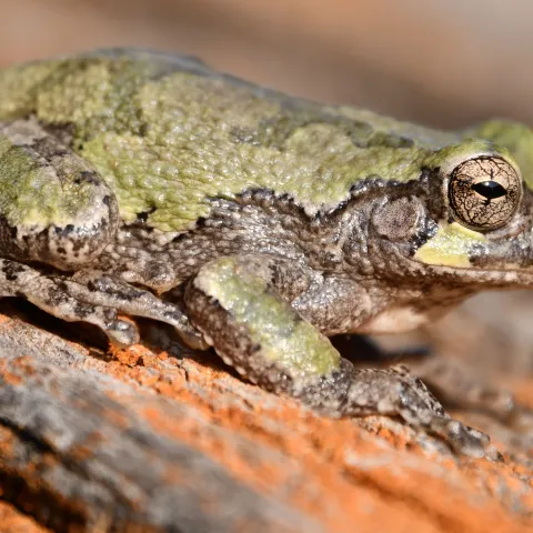 A green and gray mottled frog perches on a log.
