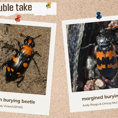 A corkboard showing to look-alike burying beetles with black and orange markings.