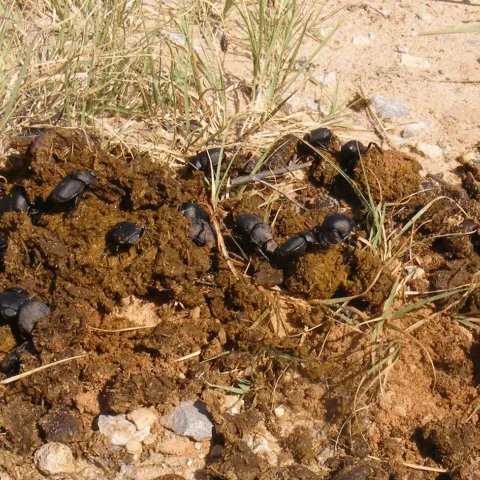 A group of dung beetles on top a pile of lung.