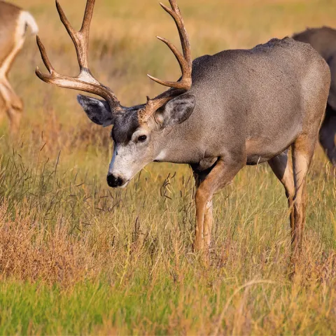 Three mule deer are standing and grazing in a field.