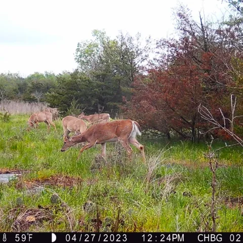 A photo taken from a trail camera of a small herd of deer within an ozark glade.