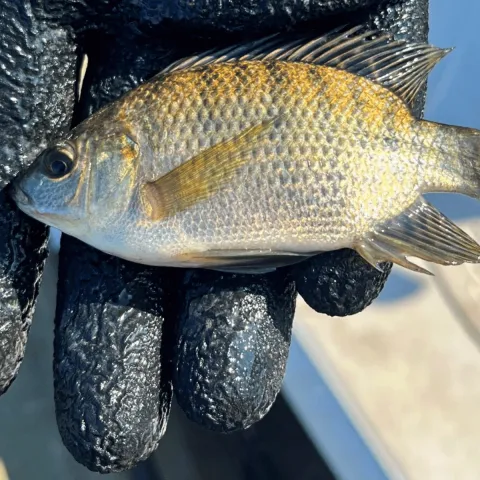 A gloved hand holding a young tilapia collected furing an electrofishing survey in NW Oklahoma.