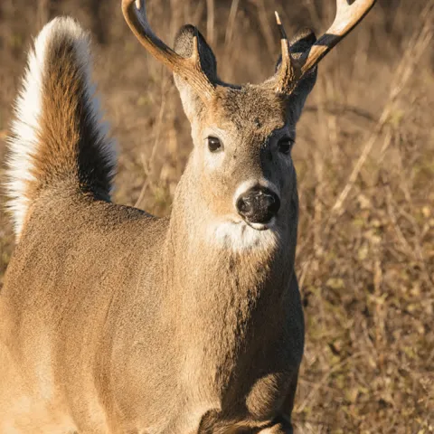 A whitetail buck is photographed just before it sprints away.