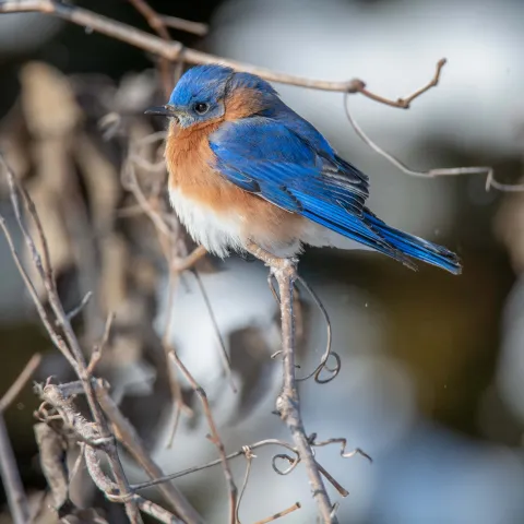 An eastern bluebird perched on a winter twig.