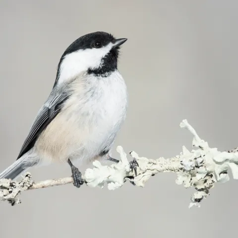  black-capped chickadee sits on white twig.