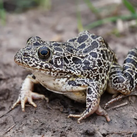 A greenish brown frog with dark blotches sits on bare ground. 