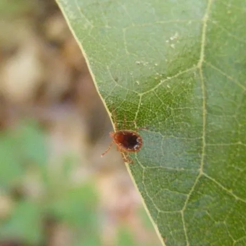 A tick sits on the edge of a leaf.