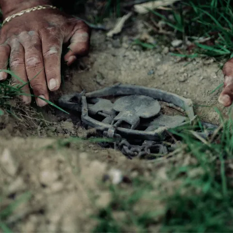 A photo of hands setting a trap.