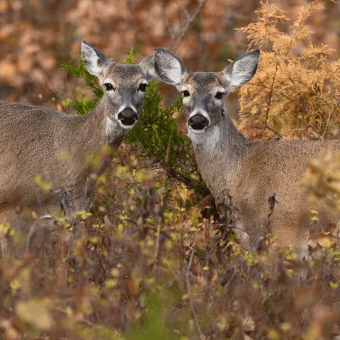 Two does are in the autumn woods, looking towards the camera.