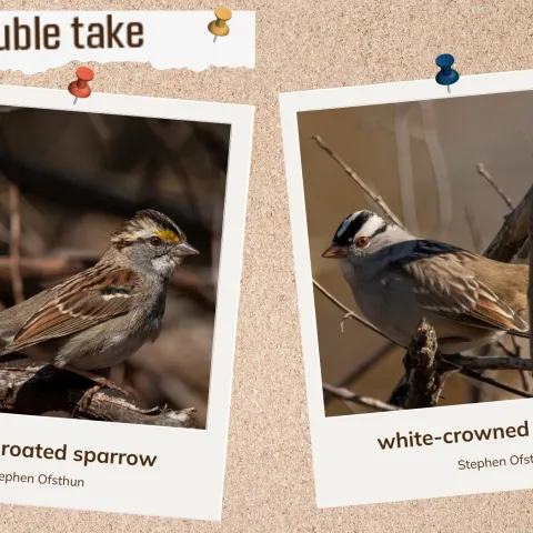 A corkboard with two images of brown birds with black and white heads