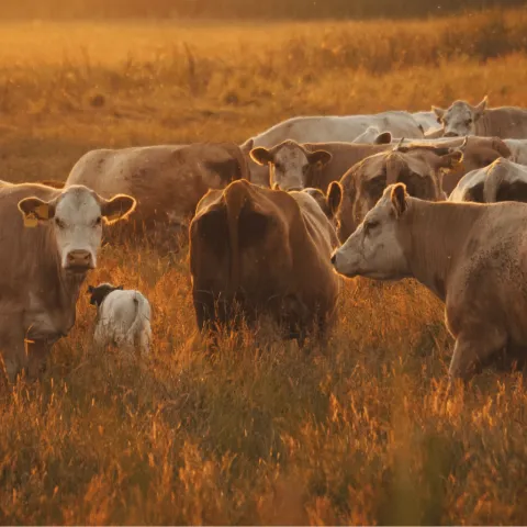 Cattle in a pasture.