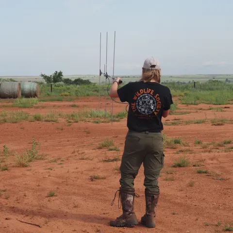 Field technician Addison Galante uses tracking devices to locate the collared mule deer doe and fawn.