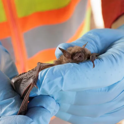 A small brown bat is held in the foreground by nitrile-gloved hands. 