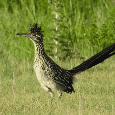 A greater roadrunner stands alert in a field of green.