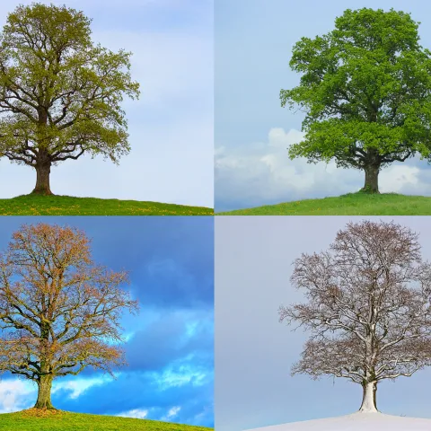 4 Seasons Tree