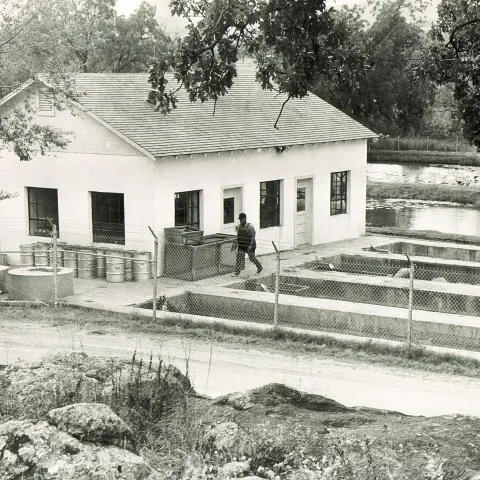 A black and white photo of a Wildlife Department employee walking outside of the fish hatchery. 