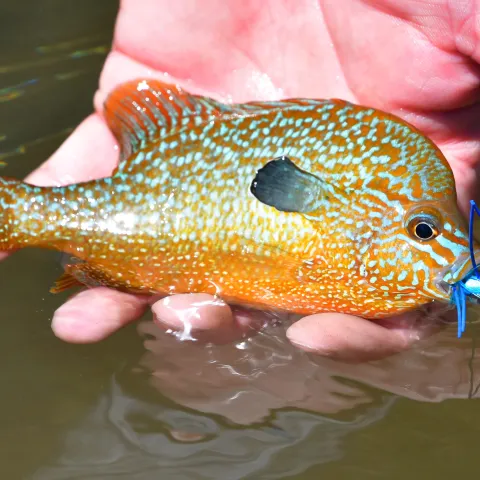 An vibrant orange, blue and green longear sunfish sits gently in a hand with the blue lure poking out of the mouth. 
