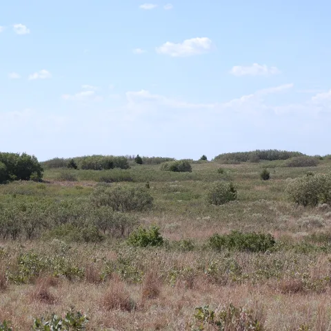 A landscape view of shinnery oak growing at various heights.
