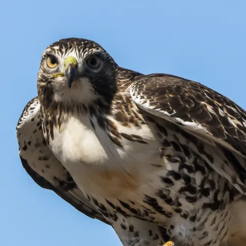 A bird with a dark head and back and a white chest stares at the camera.