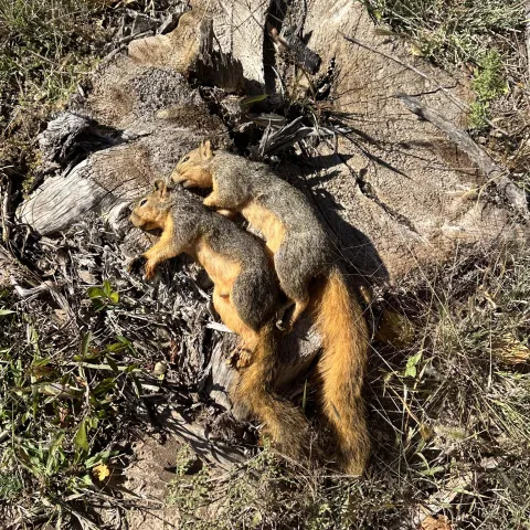 Two squirrels were harvested for the season.