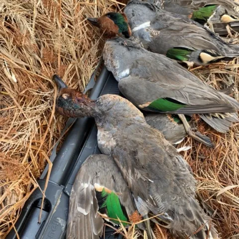 Six waterfowl birds laid out on hay. 