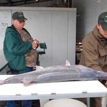 Biologist measuring paddlefish and research center.