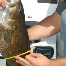 Biologist measuring fish girth.
