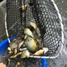 Fish being stocked from a dip net.