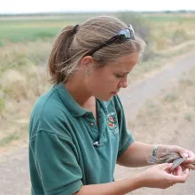 Biologist holding quail counting feathers.