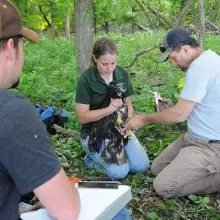 Biologist holding eagle being tagged in the field.
