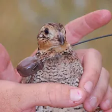 Quail with radio collar being held by biologist.