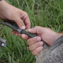 Close of Canada goose leg with metal band on it.