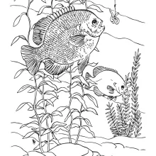 wildlifedepartment coloring pages