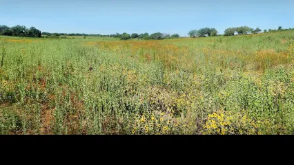 Parcels enrolled in the Oklahoma Land Access Program will earn payments for the landowner or lessee while helping to preserve America's hunting and fishing traditions by allowing public walk-in access. (Jeff Tibbits/ODWC)