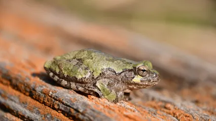 A grayish-green mottled frog perches on an rusty orange post.