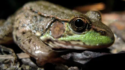 A headshot of a brown frog with a large eye and a greenish snout