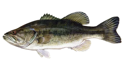 Largemouth Bass Sportfish ID