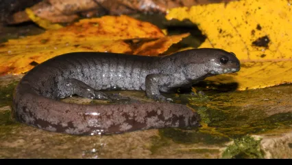 A gray salamander perches on a leafy rock.