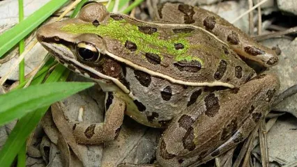 A brown frog with dark brown blotches on its body and green on its head. 