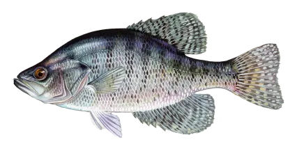 White Crappie Sportfish ID